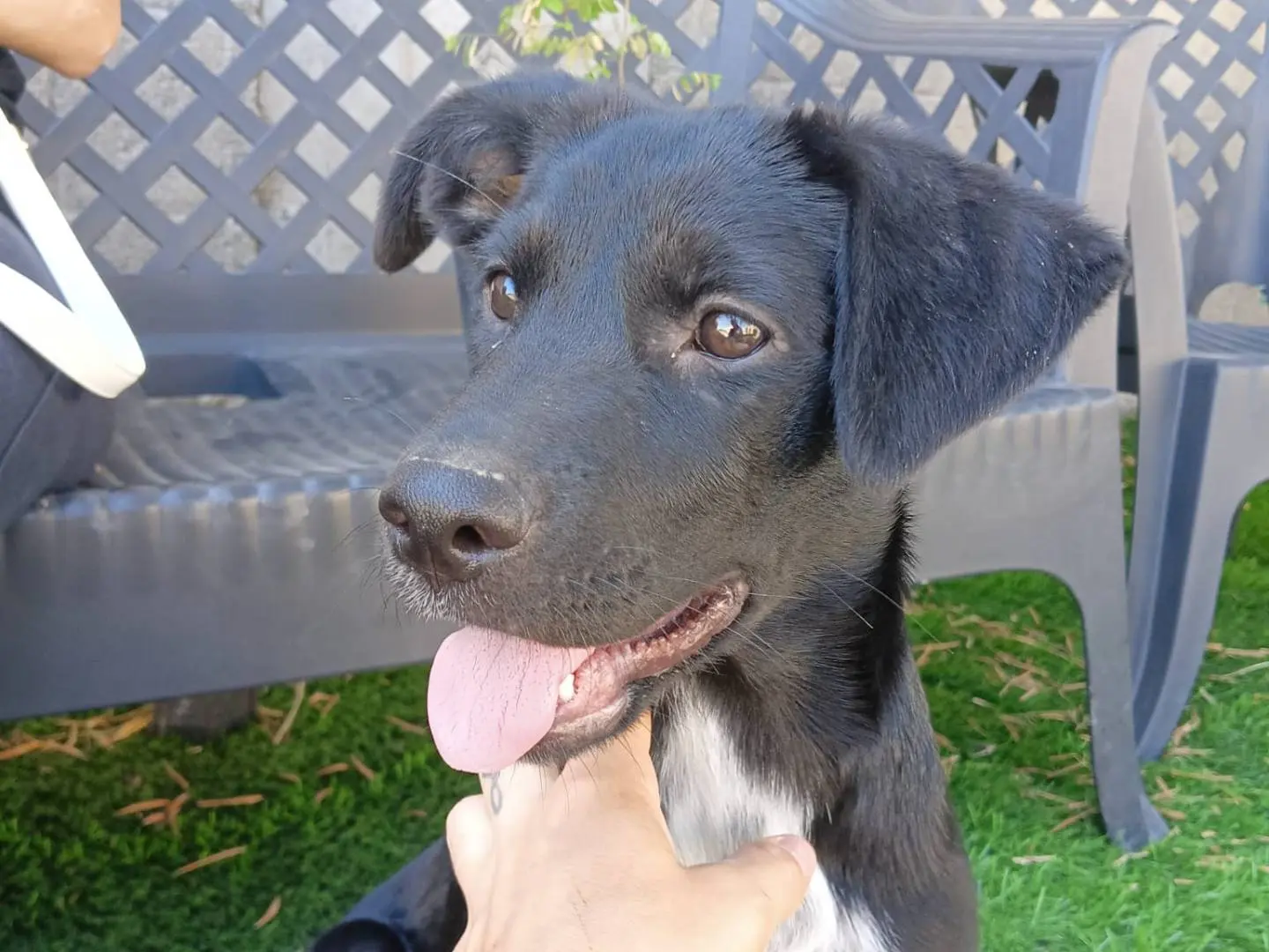 Adozione cane, femmina, Razza sconosciuta Razza sconosciuta, 2 anni e 6 mesi, taglia media, Crotone