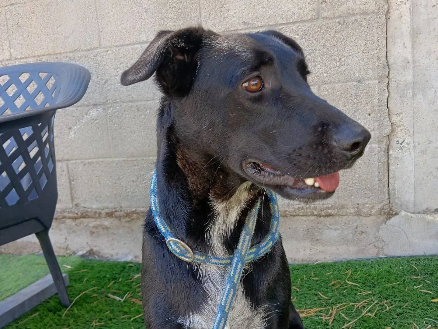 Vuoi adottare un cane a Crotone?
