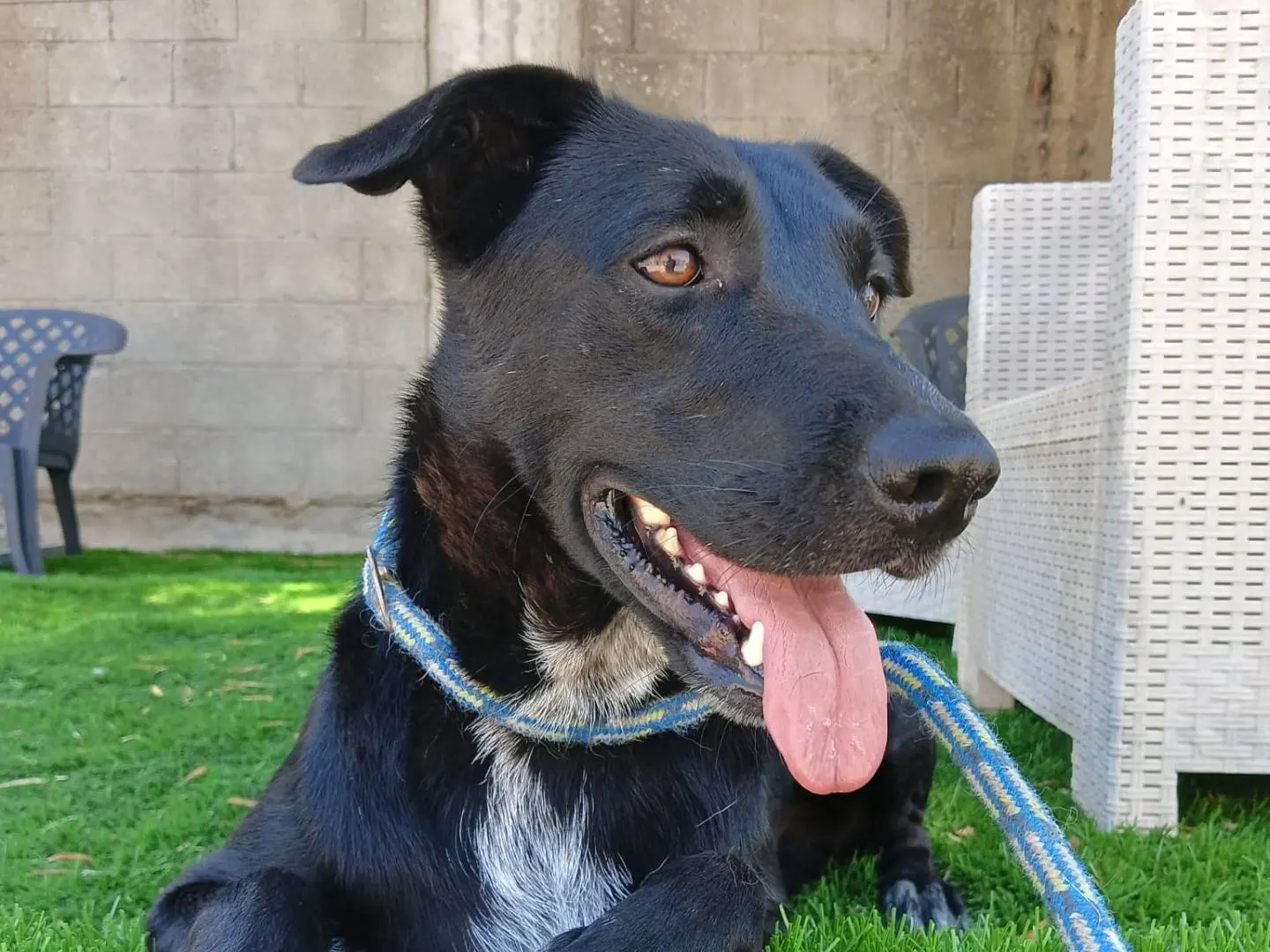 Adotta un cane, taglia media, femmina, Crotone
