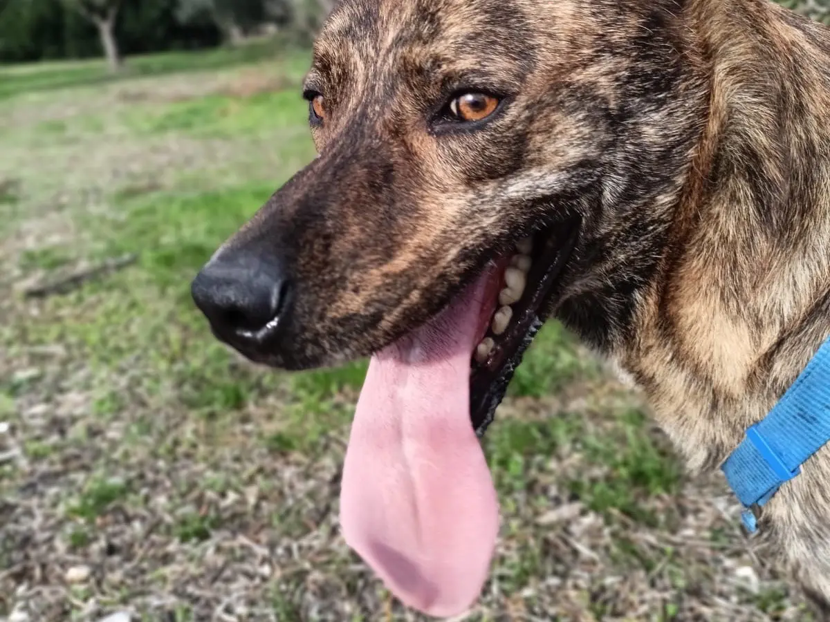 Adotta un cane, taglia media, maschio, Barletta