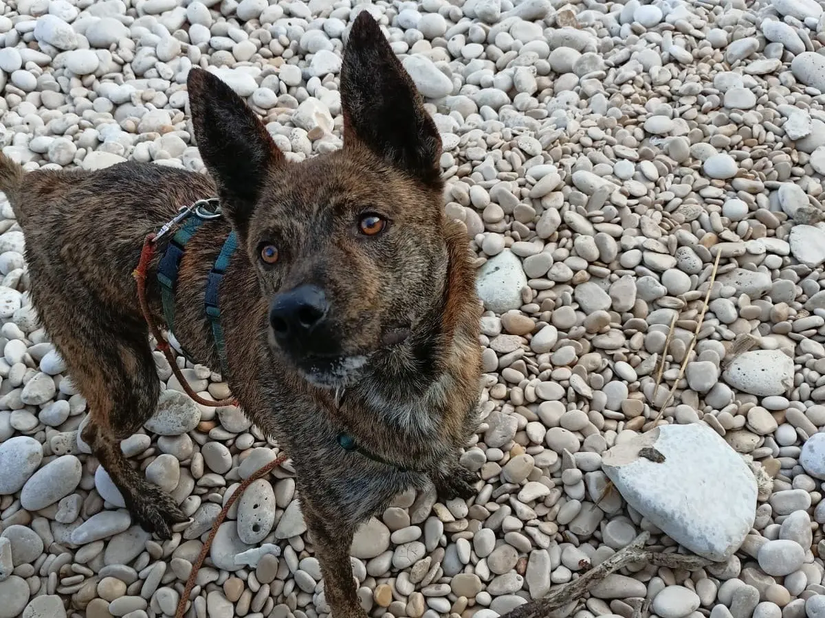 Adotta il cane Tigro a Barletta
