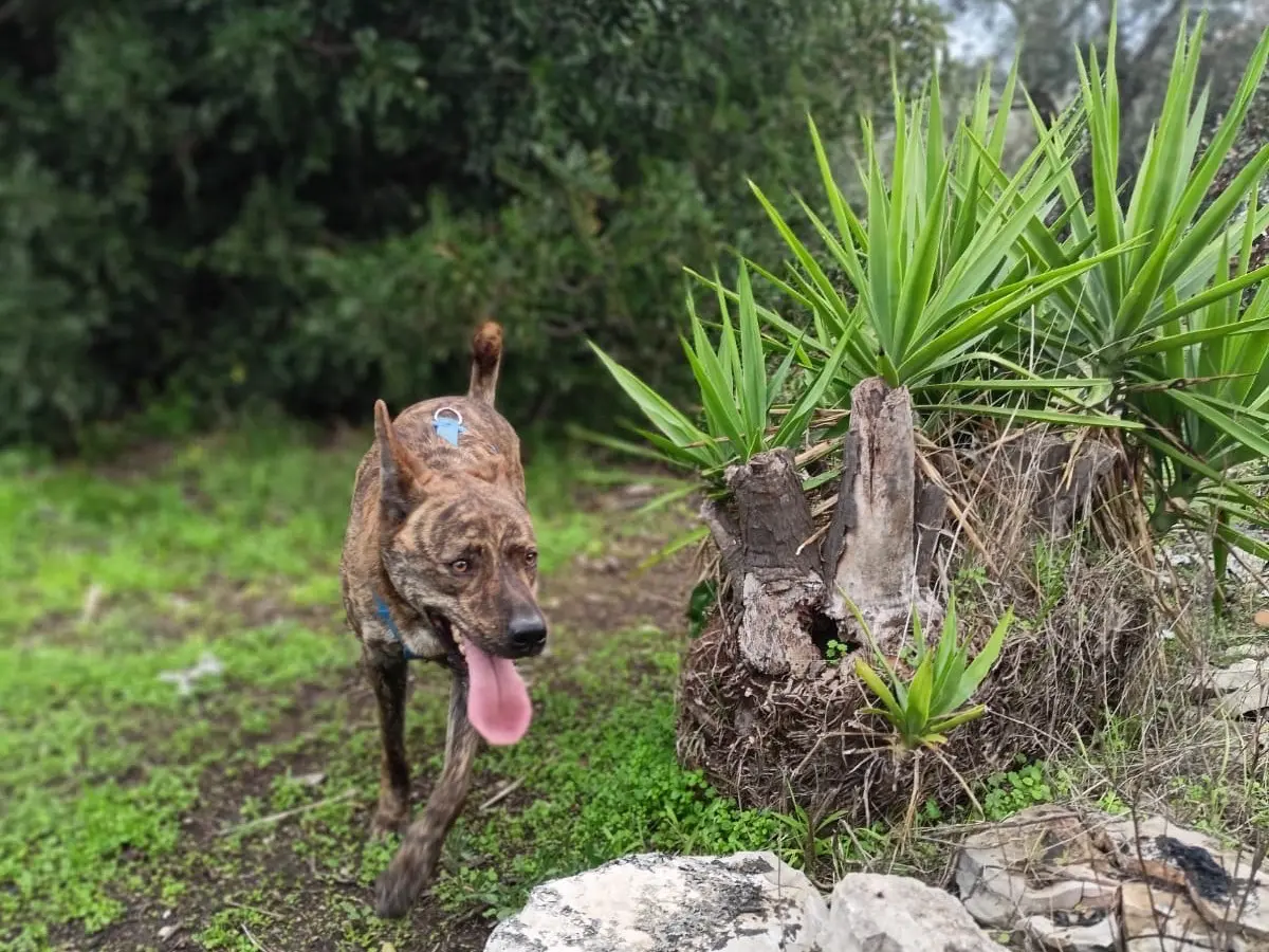 Vuoi adottare un cane a Barletta?
