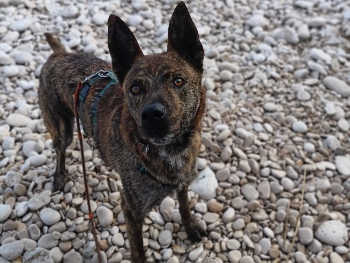 Adotta un cane, maschio, 4 anni e 10 mesi, Barletta