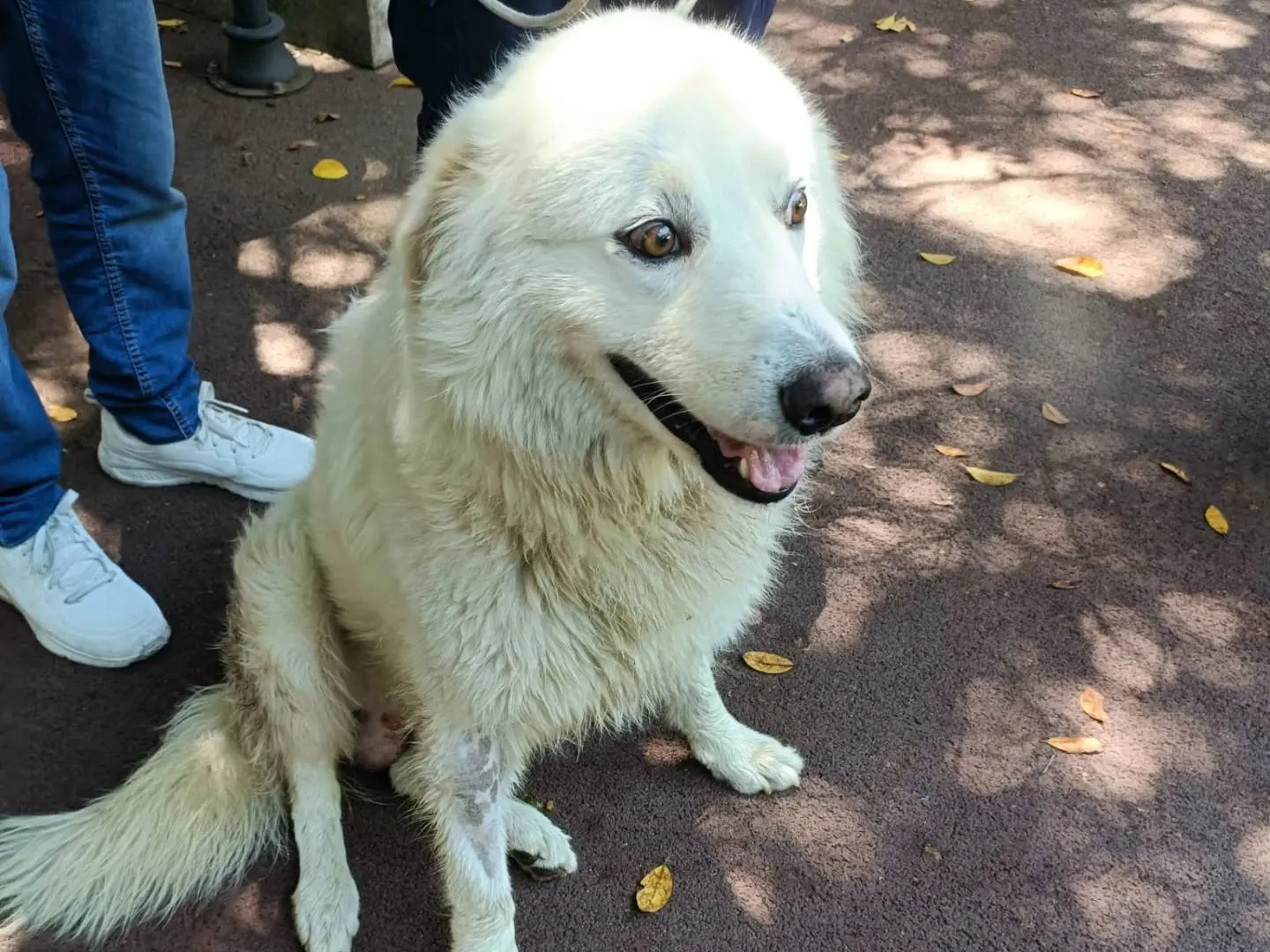 Adotta un cane, maschio, 1 anno e 3 mesi, Palermo