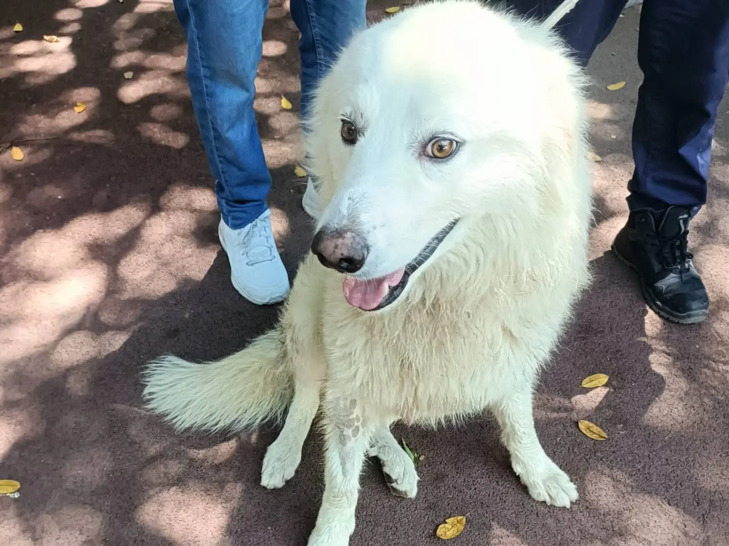 Adozione cane, maschio, Razza sconosciuta Razza sconosciuta, 1 anno e 3 mesi, taglia media, Palermo