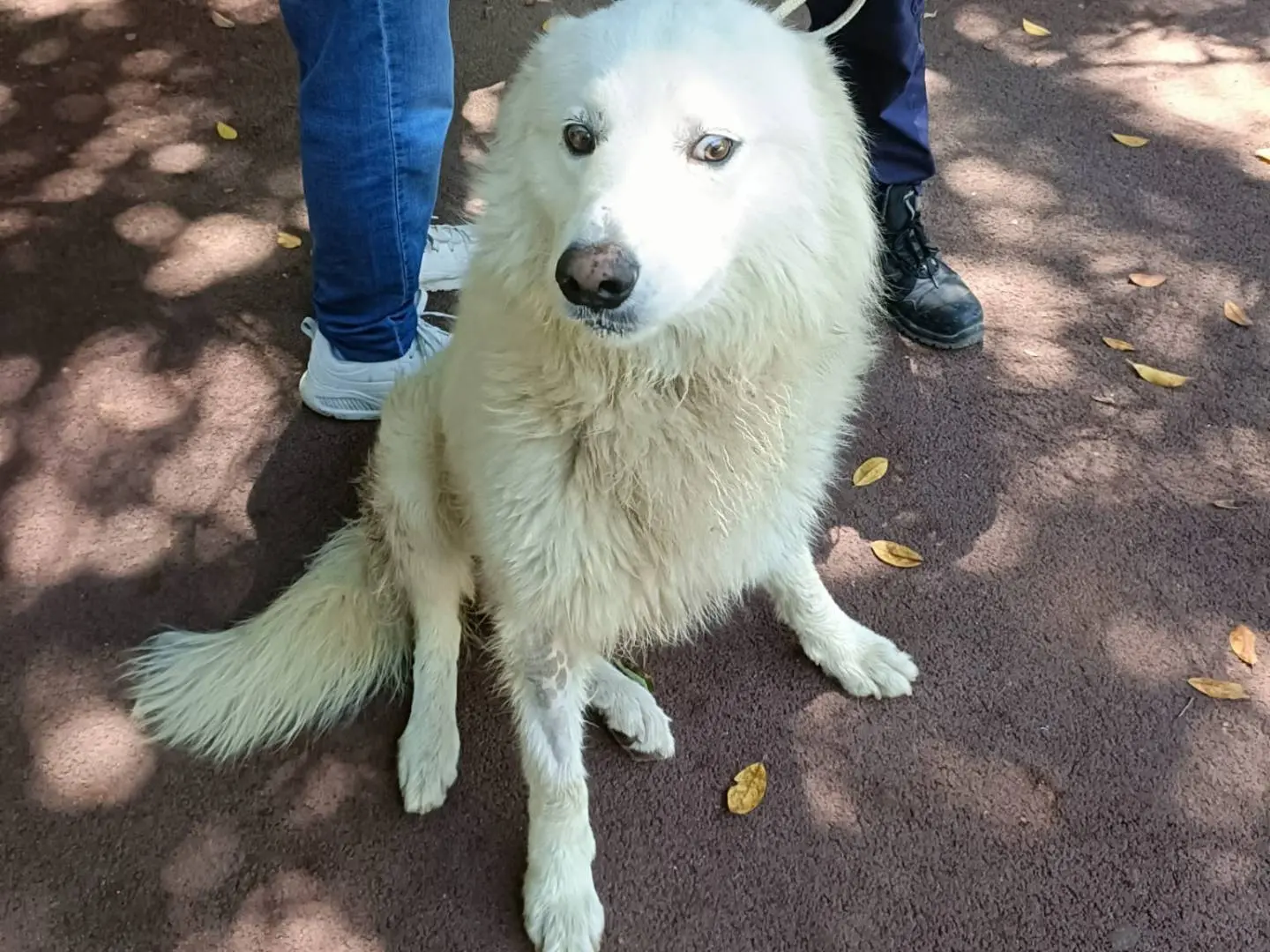 Vuoi adottare un cane a Palermo?