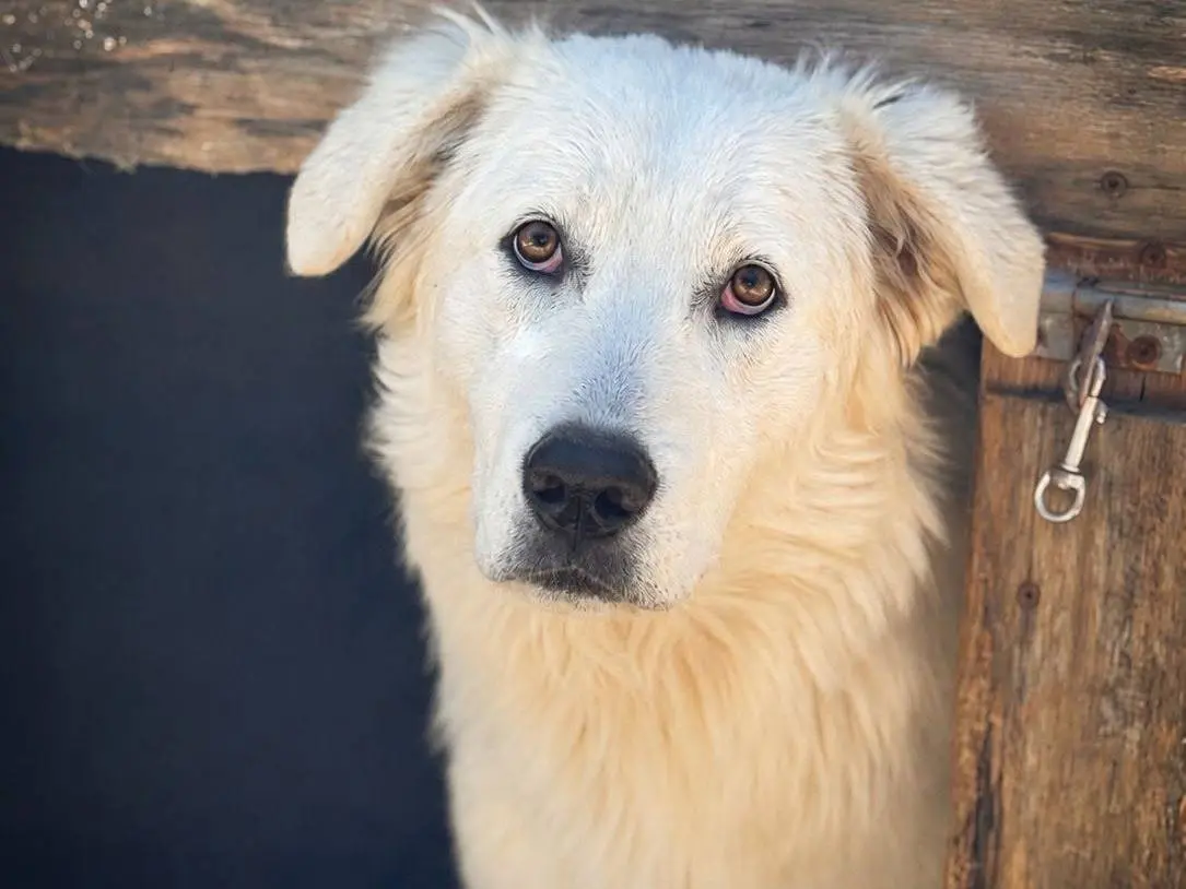 Adozione cane, maschio, Razza sconosciuta Razza sconosciuta, 1 anno e 4 mesi, taglia media, Crotone