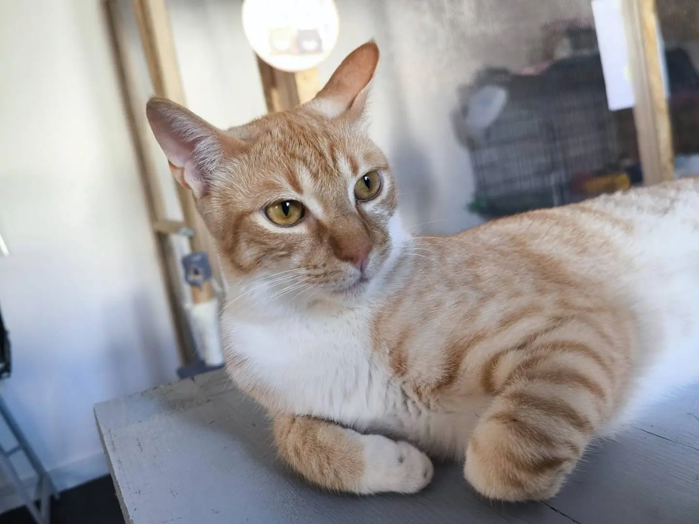 Adotta il gatto Taka a Bari