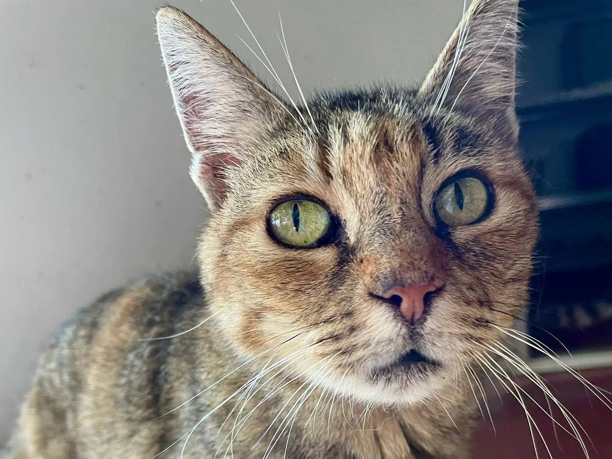 Adozione gatto, femmina, Razza sconosciuta Razza sconosciuta, 19 anni e 8 mesi, taglia non valida, Verona