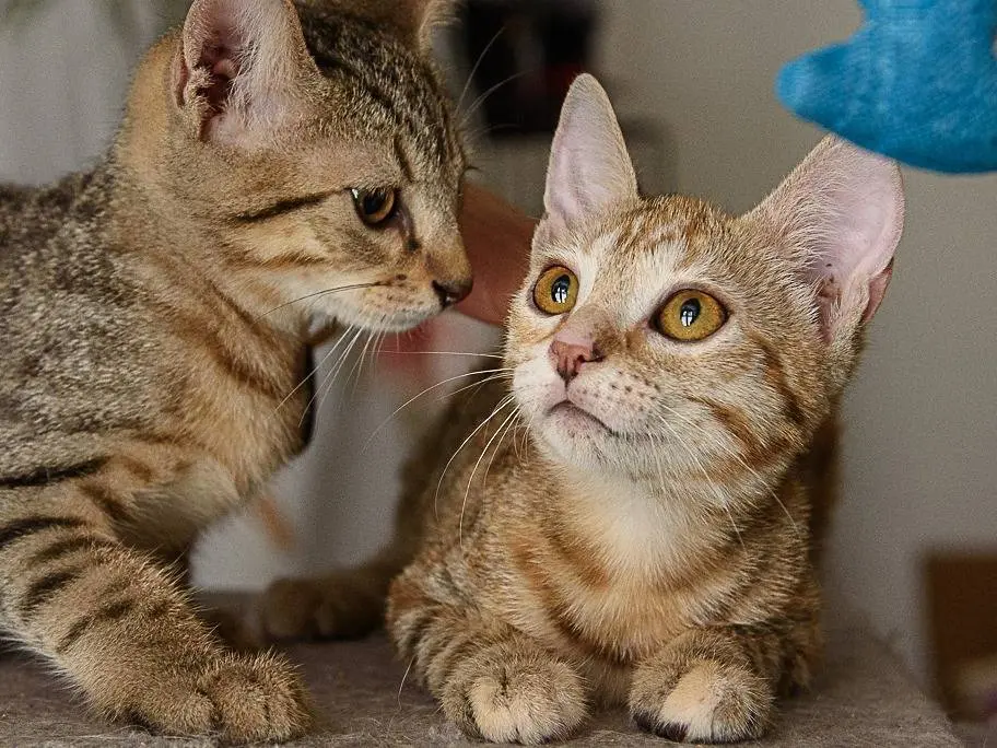 Adotta il gatto Sharpay Evans a Monza