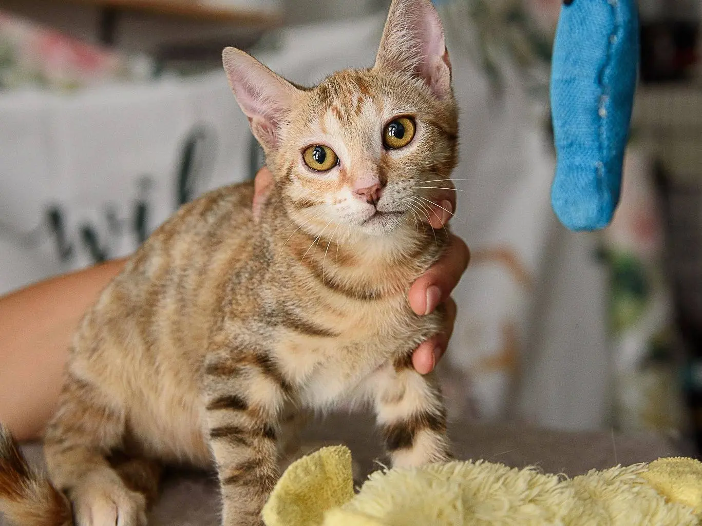 Adotta un gatto, taglia non valida, femmina, Monza