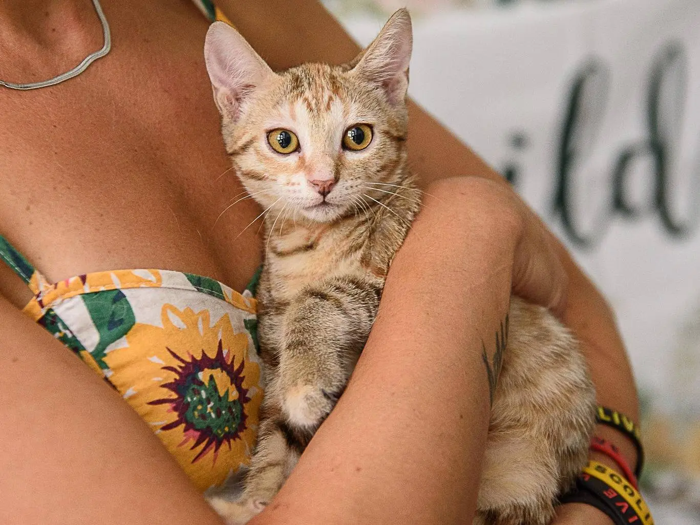 Adozione gatto, femmina, Razza sconosciuta Razza sconosciuta, 5 mesi, taglia non valida, Monza