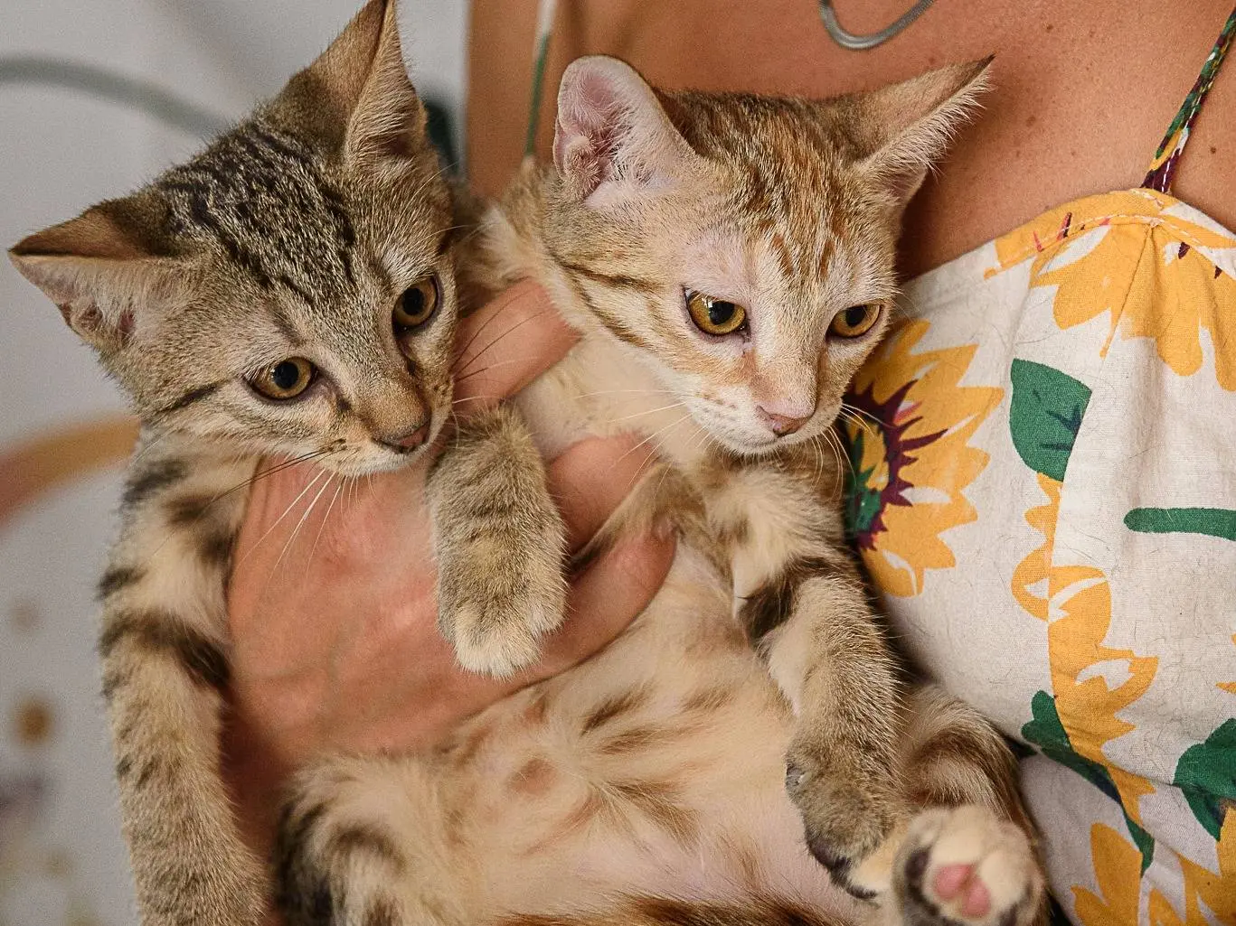 Vuoi adottare un gatto a Monza?