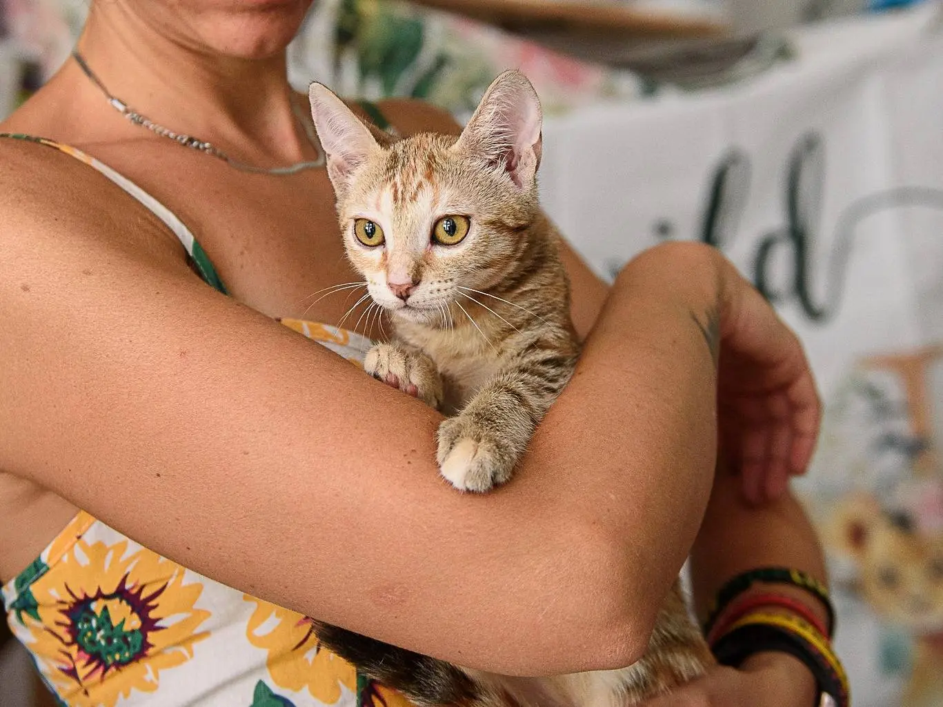 Adotta un gatto, femmina, 5 mesi, Monza