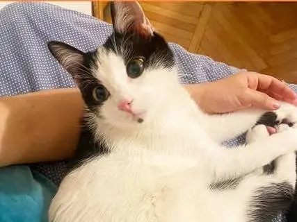 Adozione gatto, femmina, Razza sconosciuta Razza sconosciuta, 1 anno e 3 mesi, taglia non valida, Torino