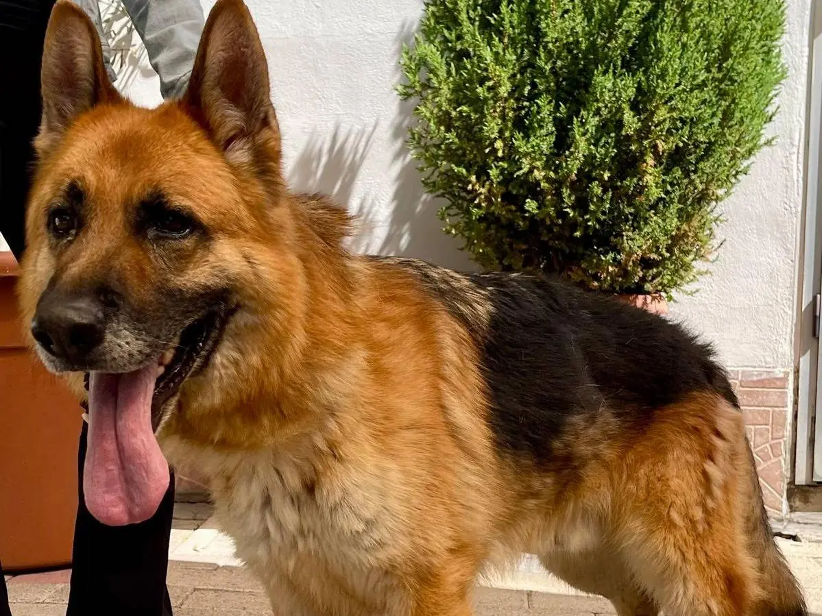 Adotta un cane, maschio, 7 anni e 6 mesi, Milano