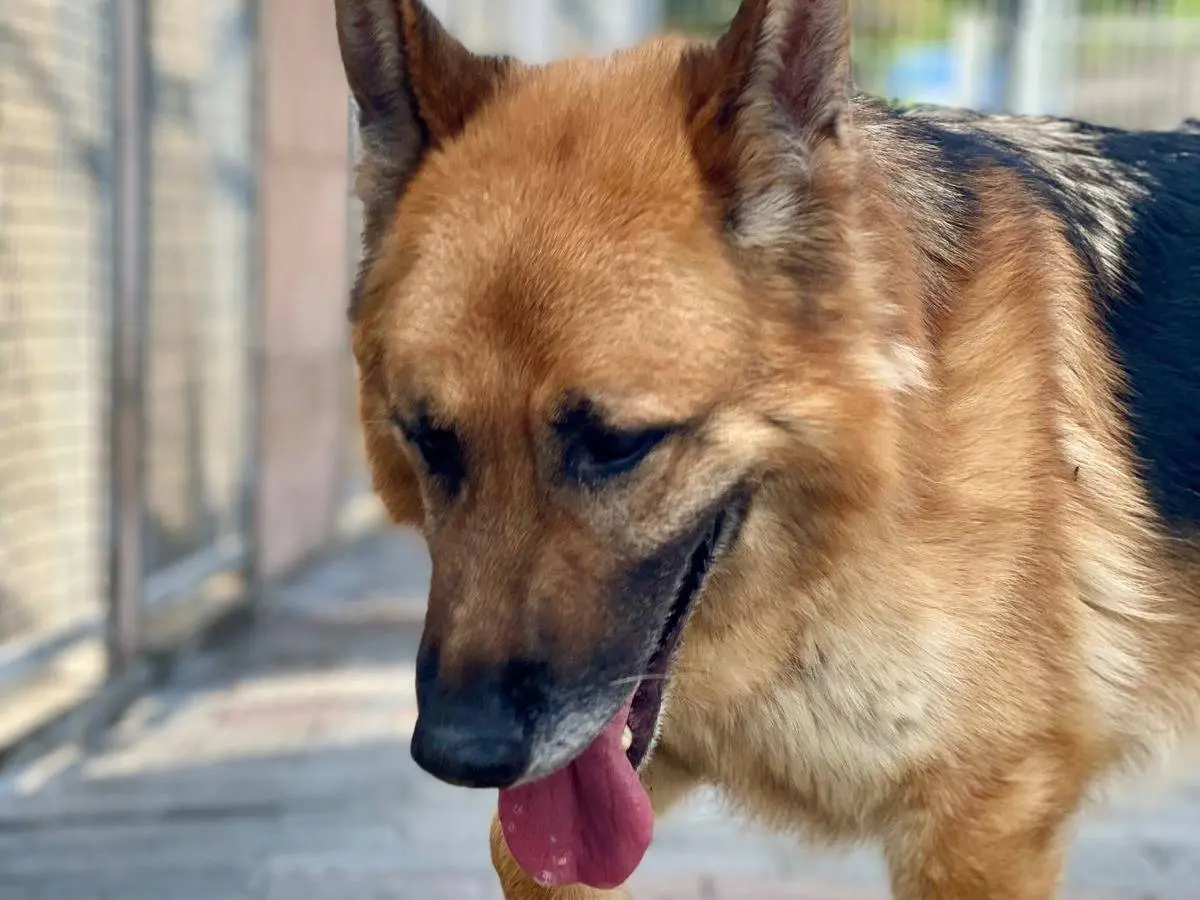Vuoi adottare un cane a Milano?