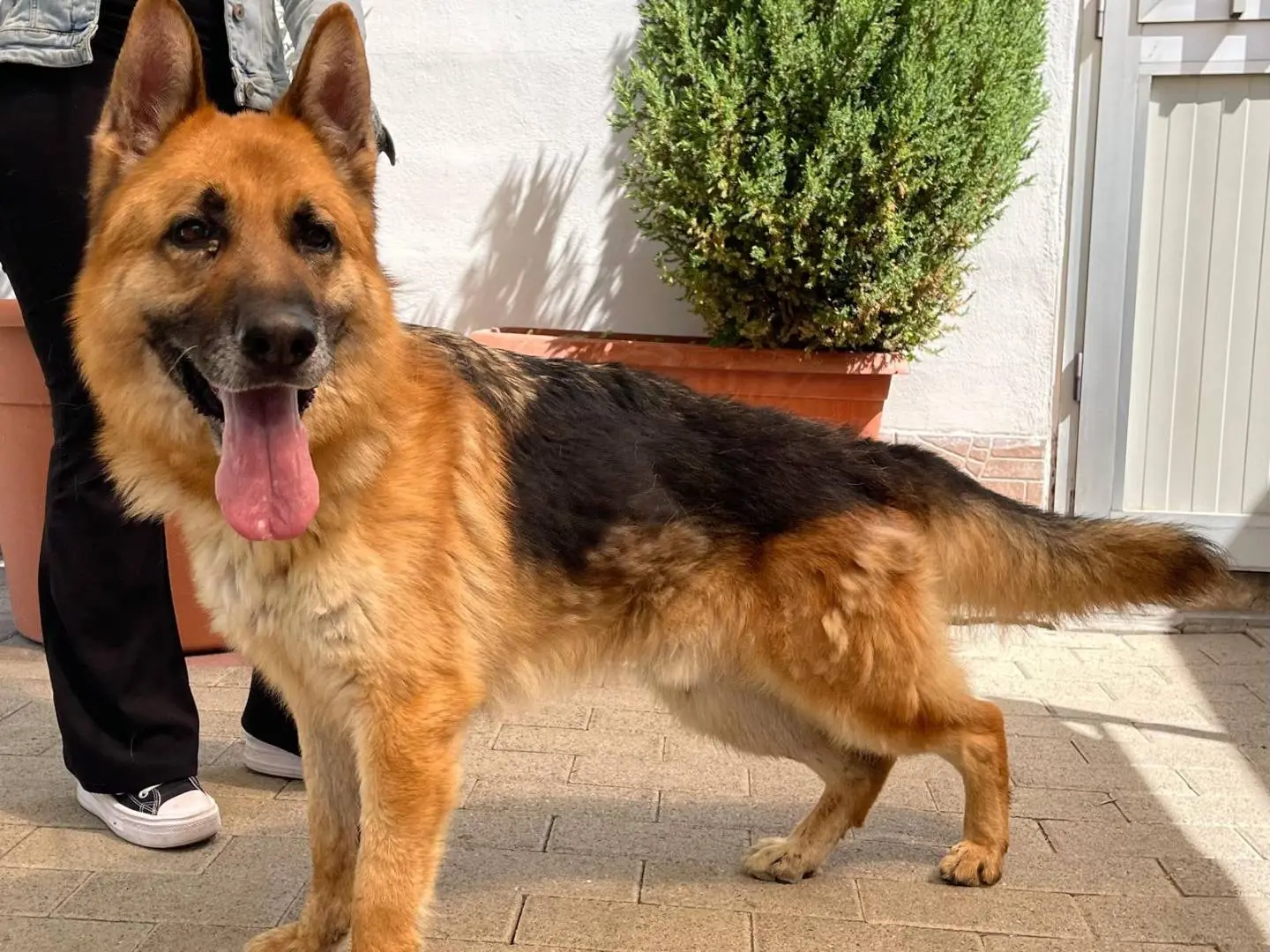 Adozione cane, maschio, Pastore tedesco Razza sconosciuta, 7 anni e 6 mesi, taglia grande, Milano