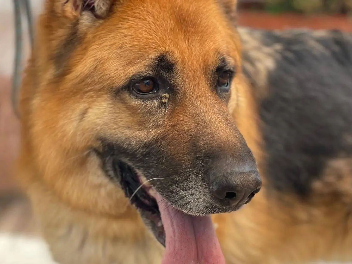 Adotta un cane, taglia grande, maschio, Milano