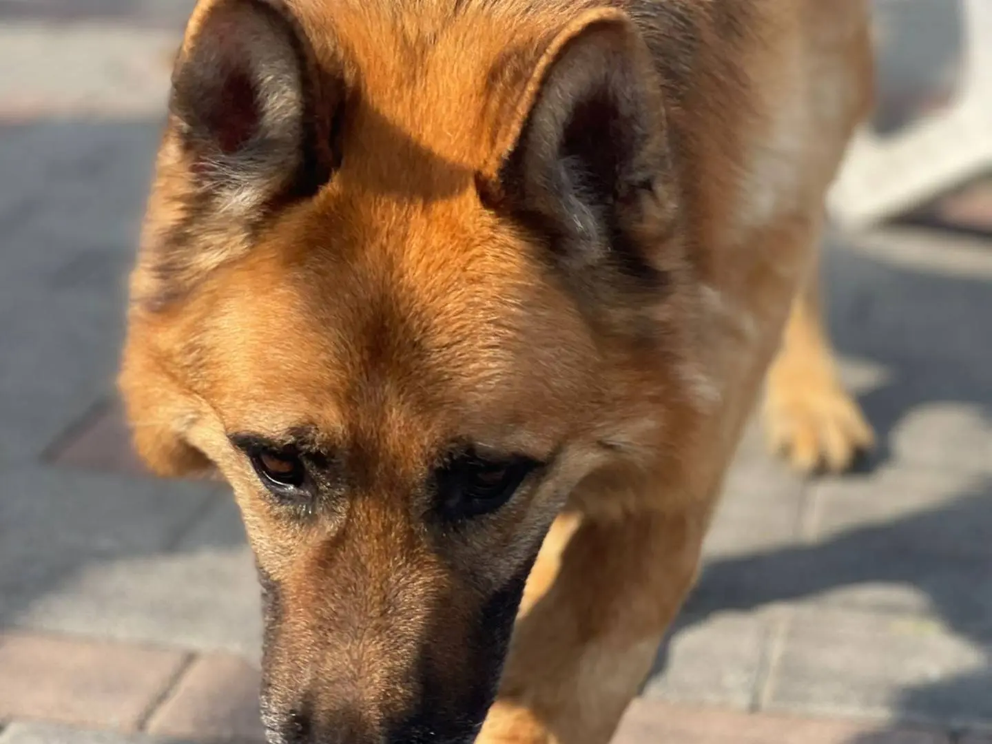 Adotta il cane RAMOS a Milano