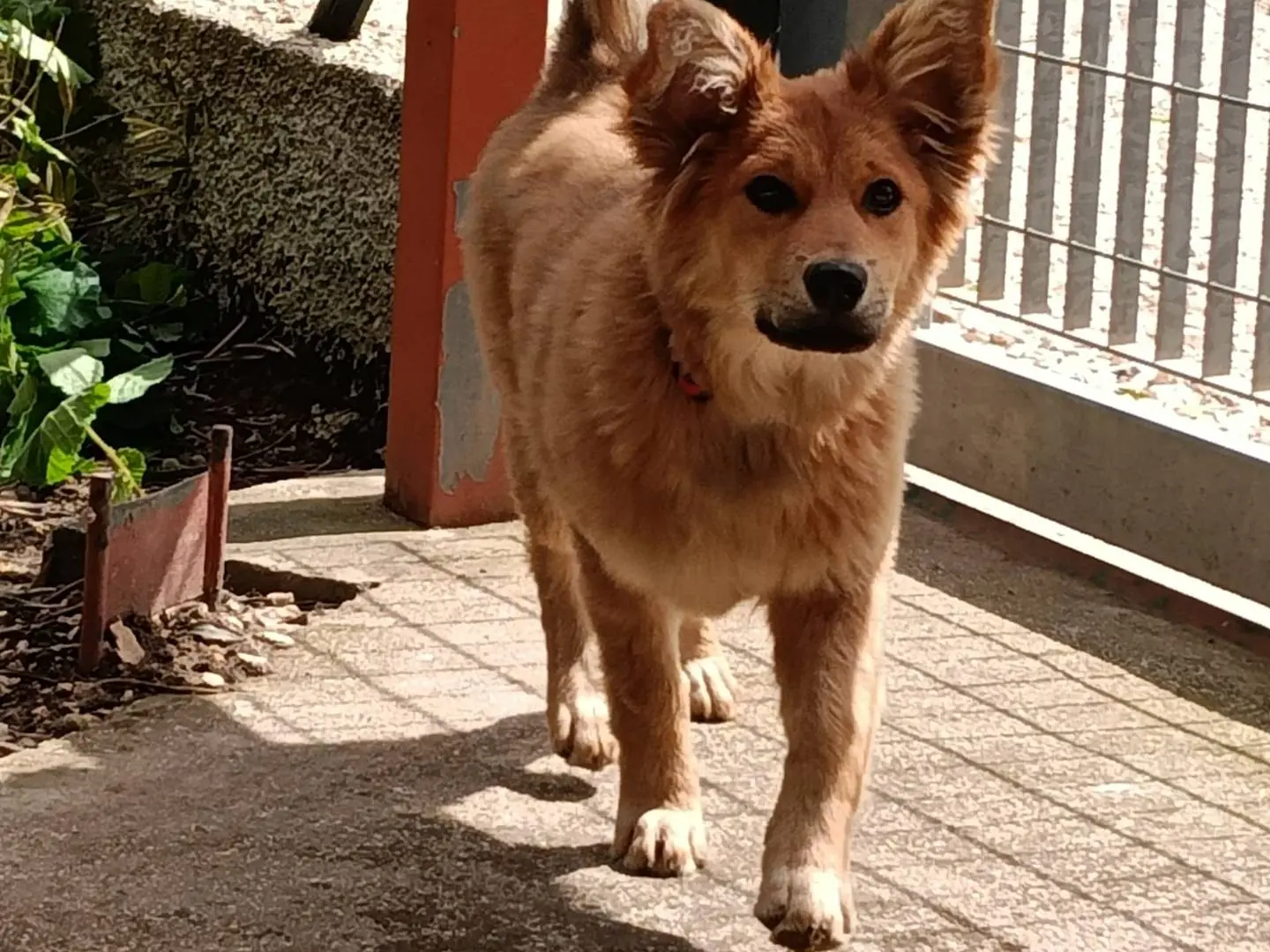 Foto 2 dell'animale
