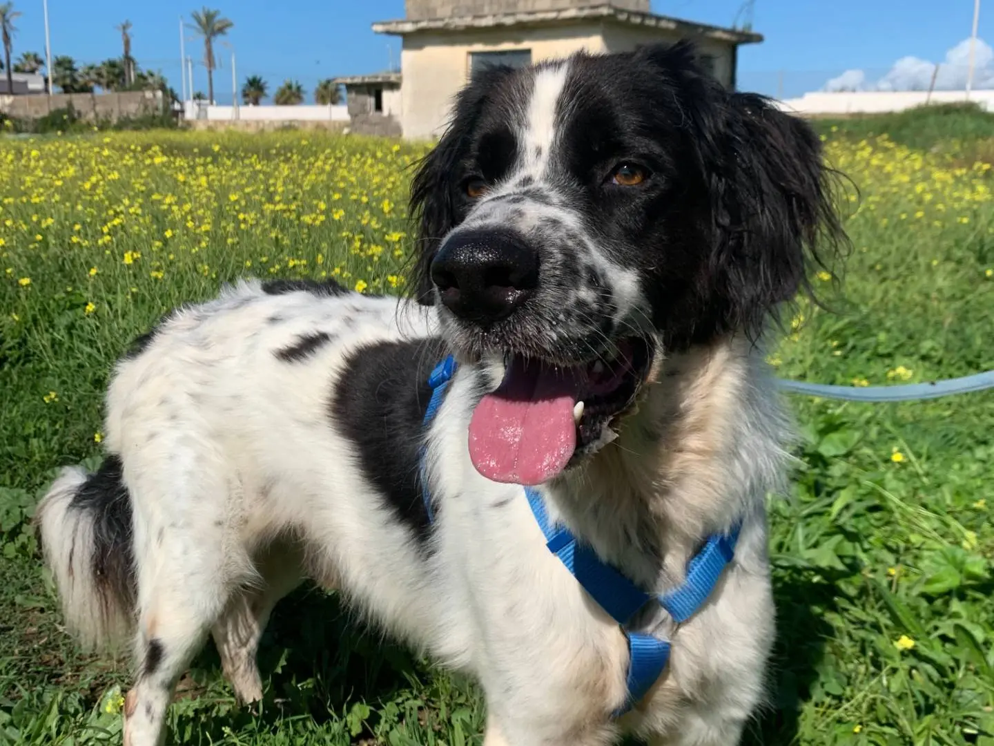 Adotta un cane, maschio, 7 anni e 7 mesi, Napoli