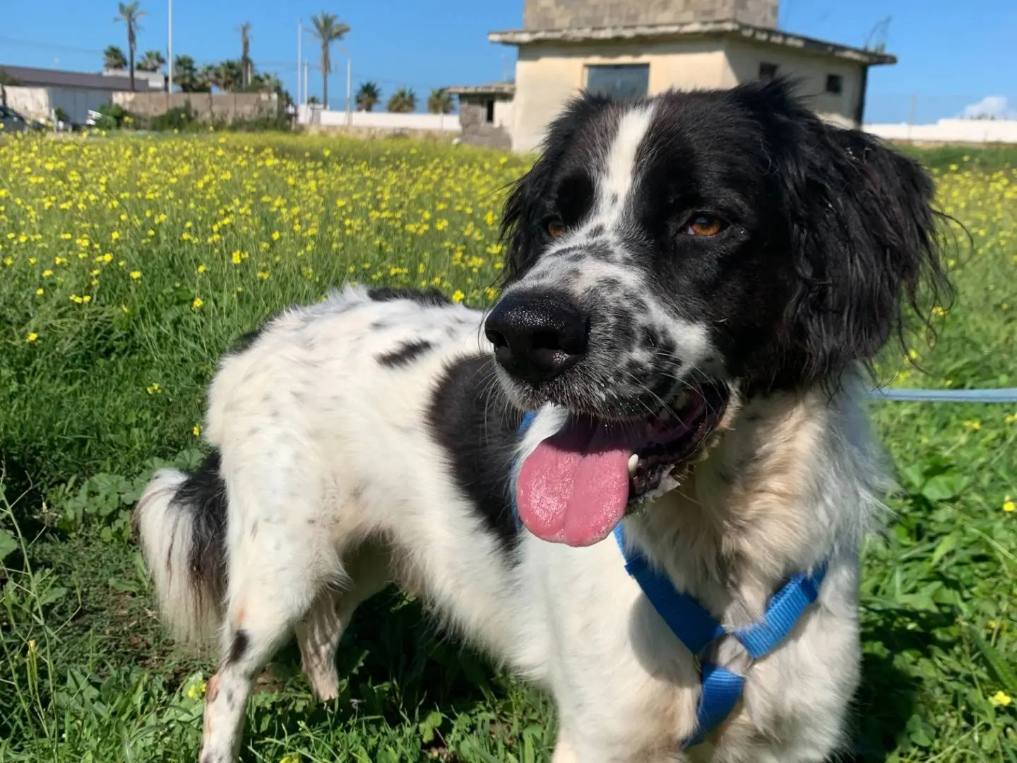 Adotta un cane, taglia media, maschio, Napoli