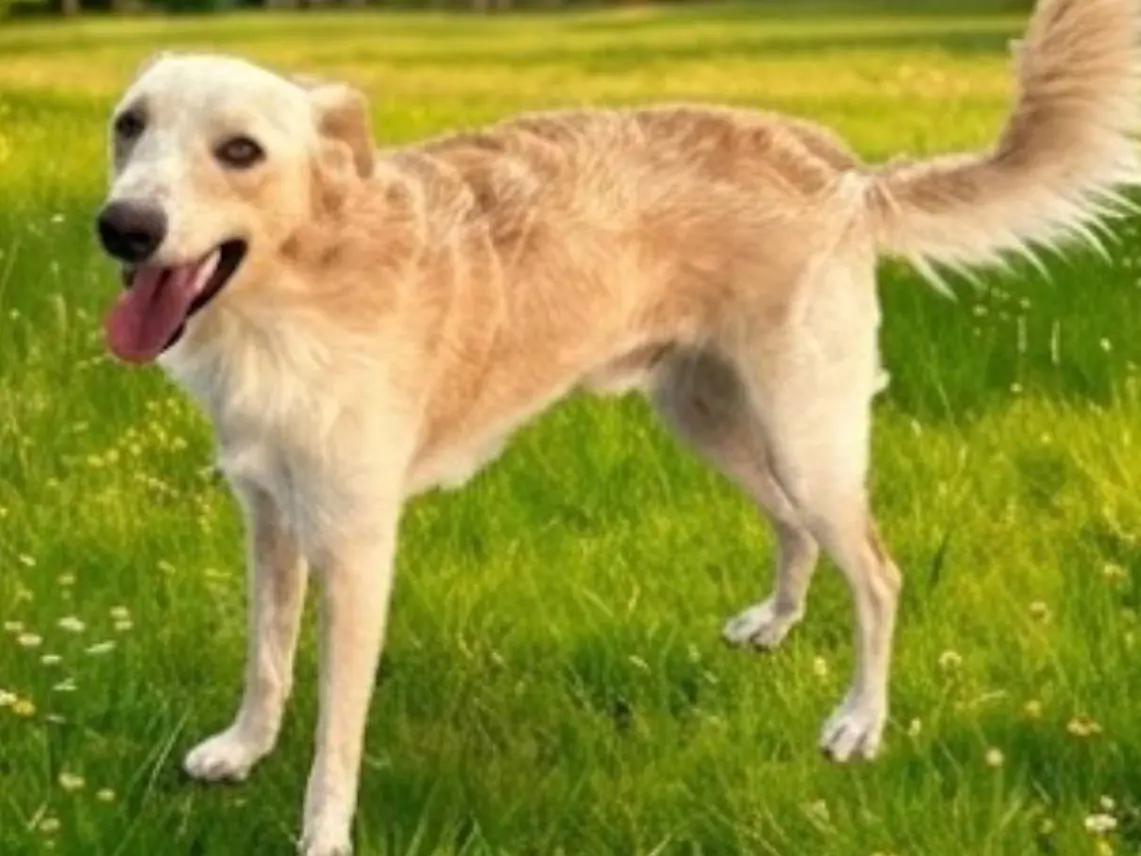 Adotta un cane, maschio, 1 anno e 11 mesi, Siracusa