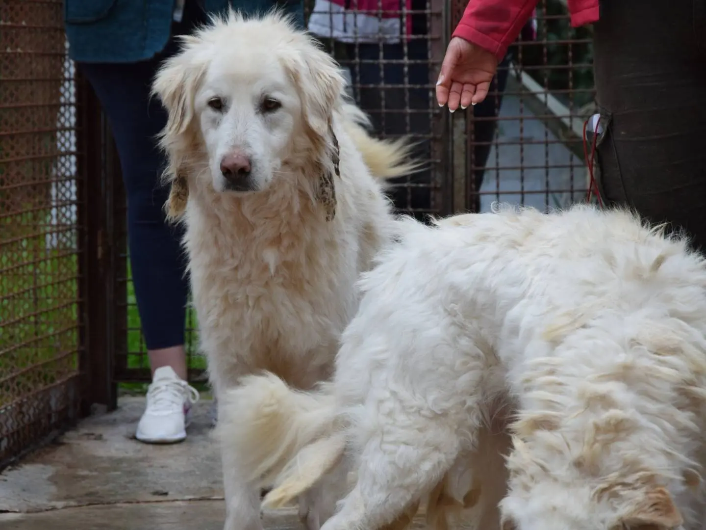 Adozione cane, maschio, Razza sconosciuta Razza sconosciuta, 7 anni e 5 mesi, taglia grande, Chieti