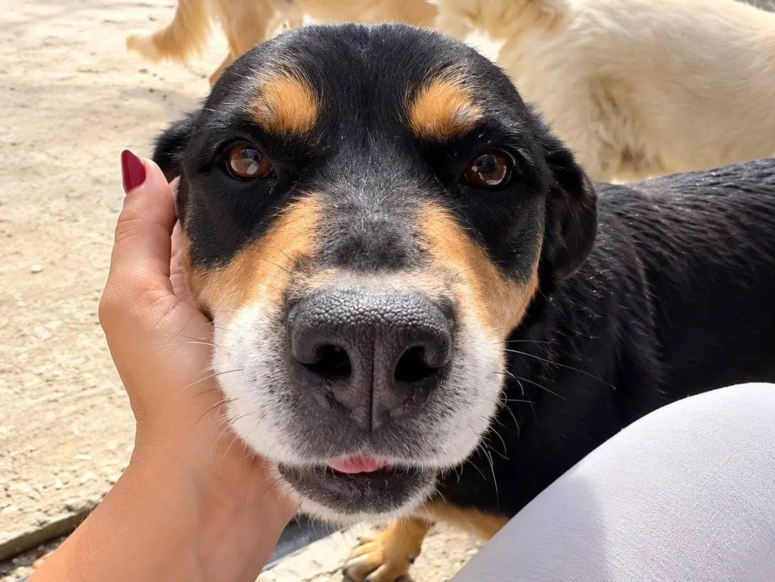 Adozione cane, maschio, Razza sconosciuta Razza sconosciuta, 5 anni e 1 mese, taglia grande, Avellino