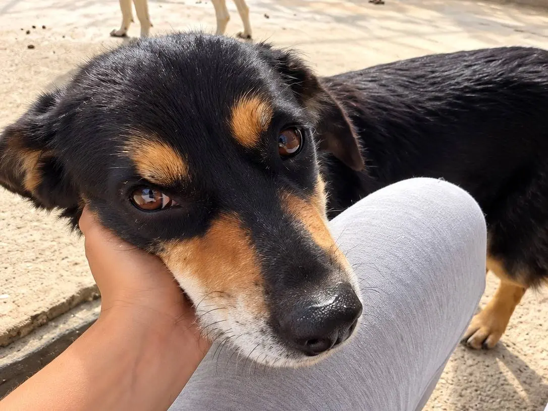 Adotta un cane, maschio, 5 anni e 1 mese, Avellino