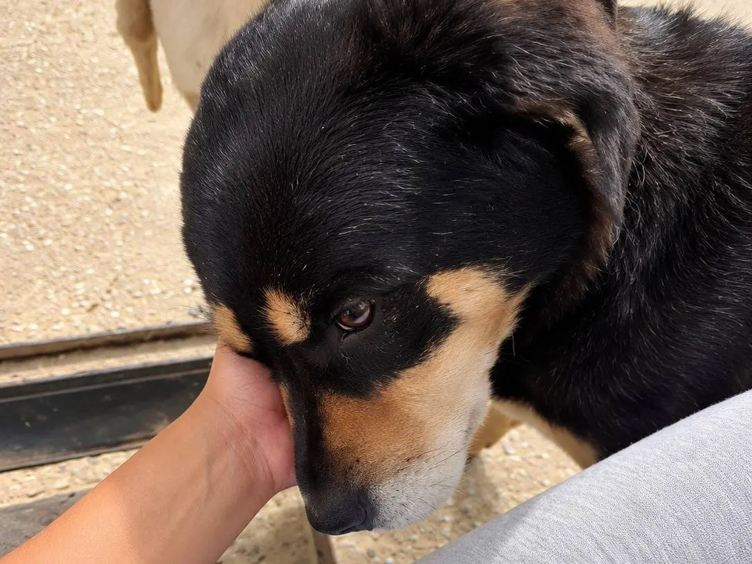 Adotta un cane, taglia grande, maschio, Avellino