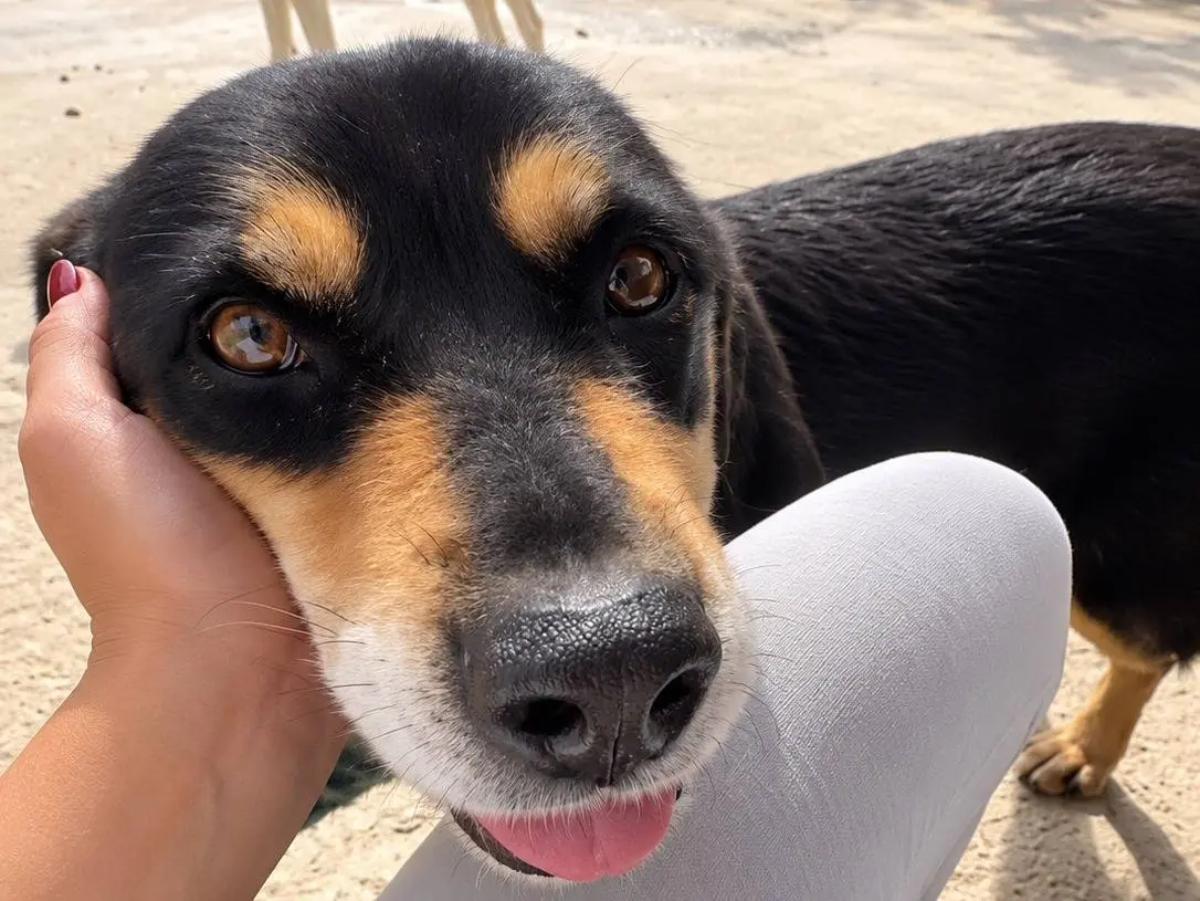 Vuoi adottare un cane a Avellino?
