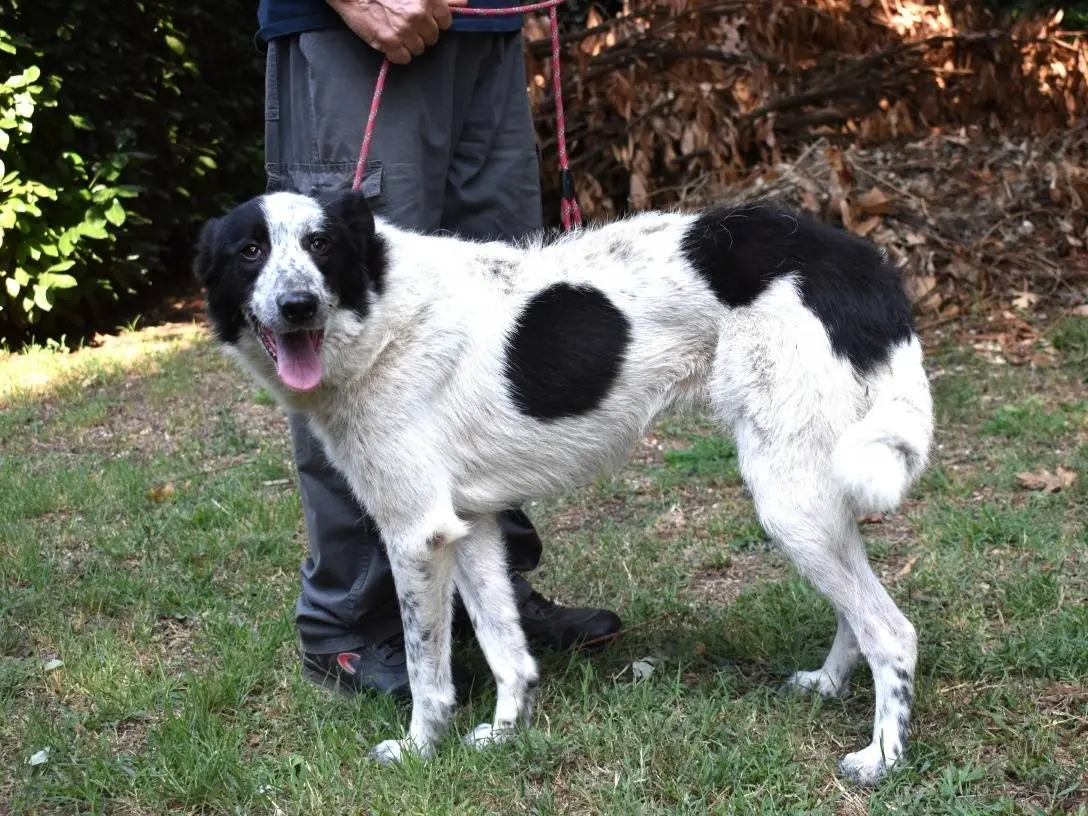 Adotta il cane Jasmine a Roma