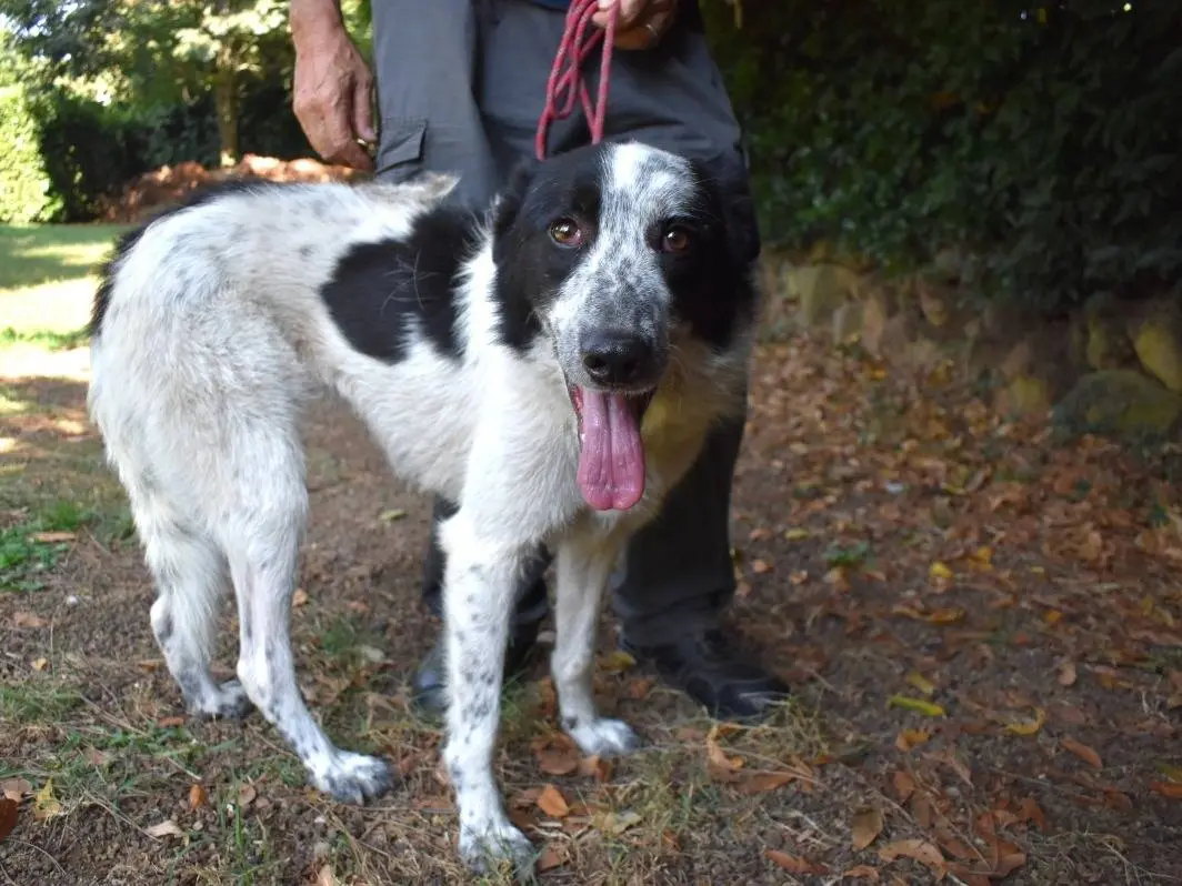 Adotta un cane, femmina, 3 anni e 8 mesi, Roma