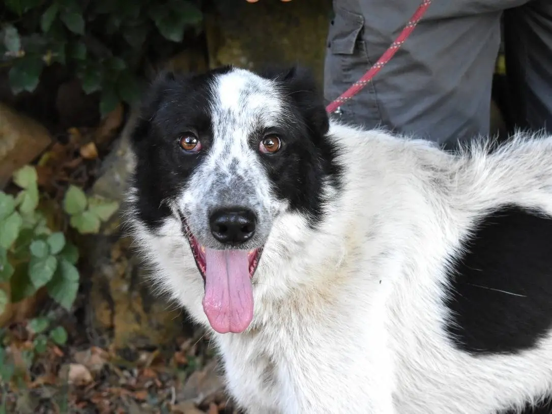 Adozione cane, femmina, Pastore maremmano Razza sconosciuta, 3 anni e 8 mesi, taglia grande, Roma