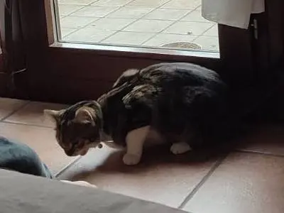 Adozione gatto, femmina, Razza sconosciuta Razza sconosciuta, 1 anno e 6 mesi, taglia non valida, Ragusa