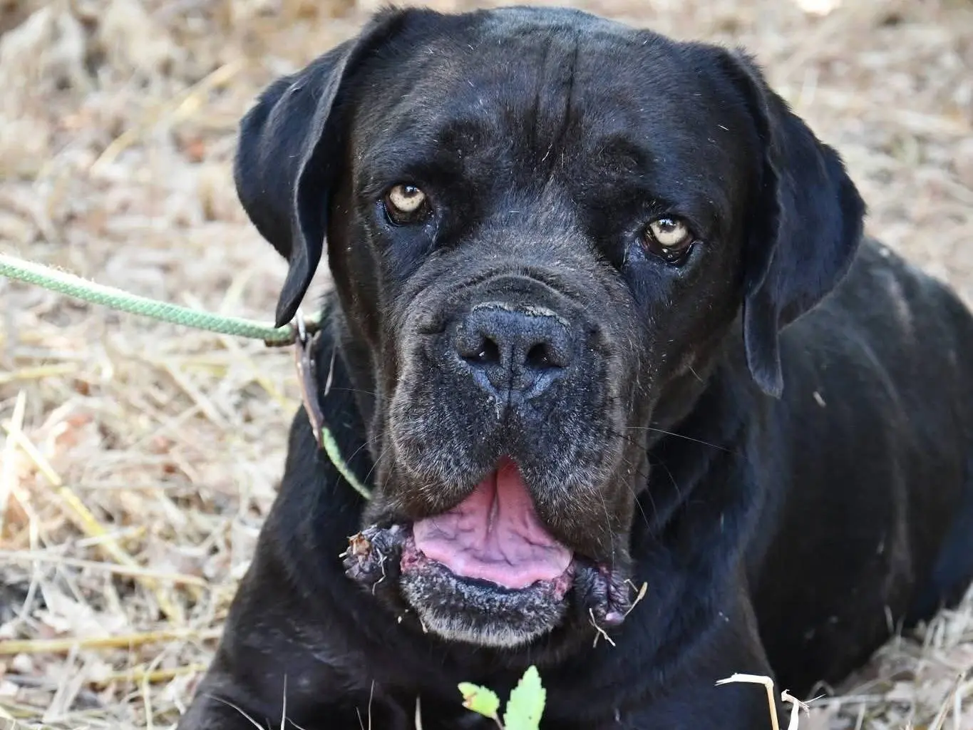 Adotta un cane, maschio, 4 anni, Brindisi
