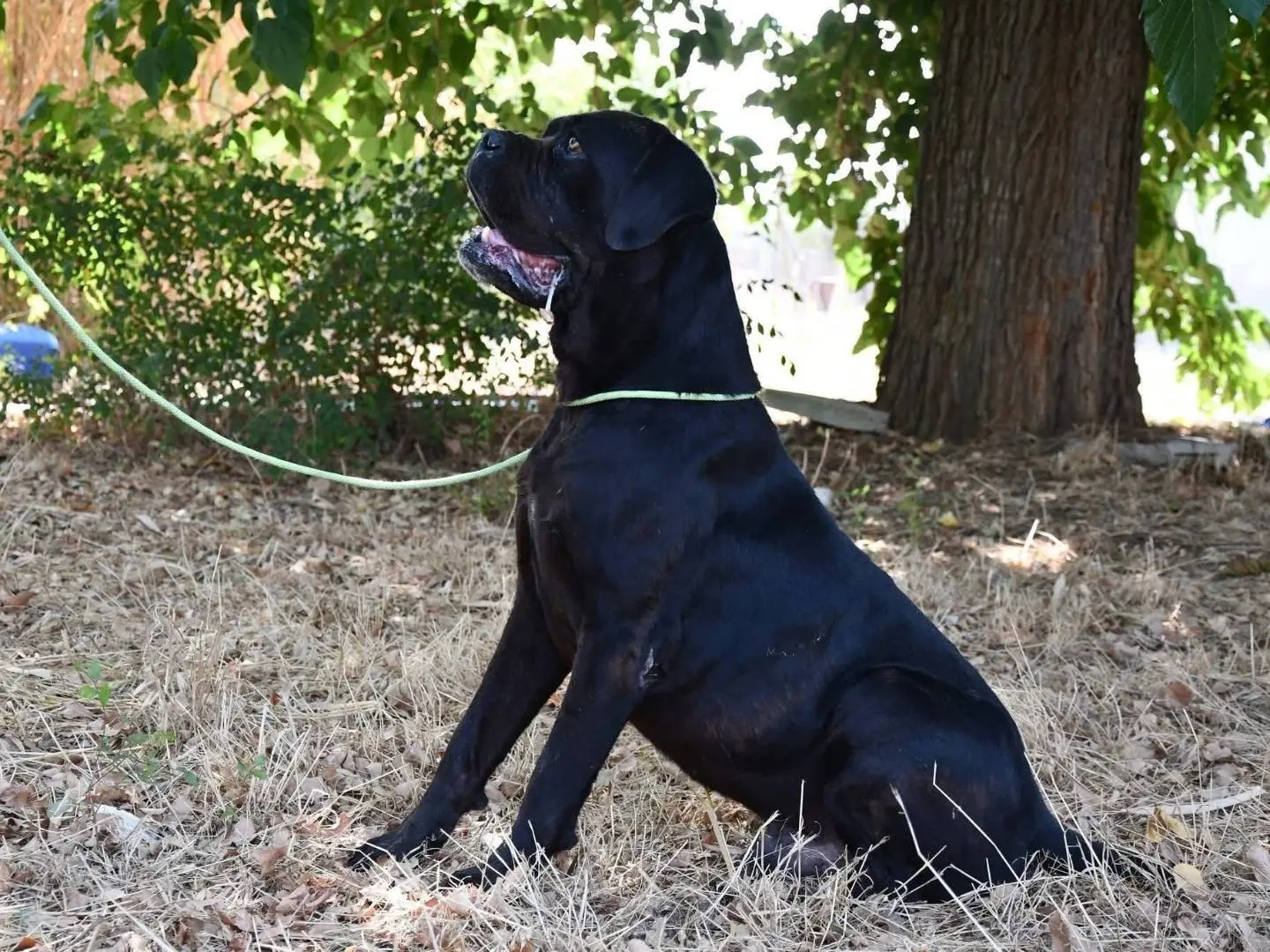 Vuoi adottare un cane a Brindisi?