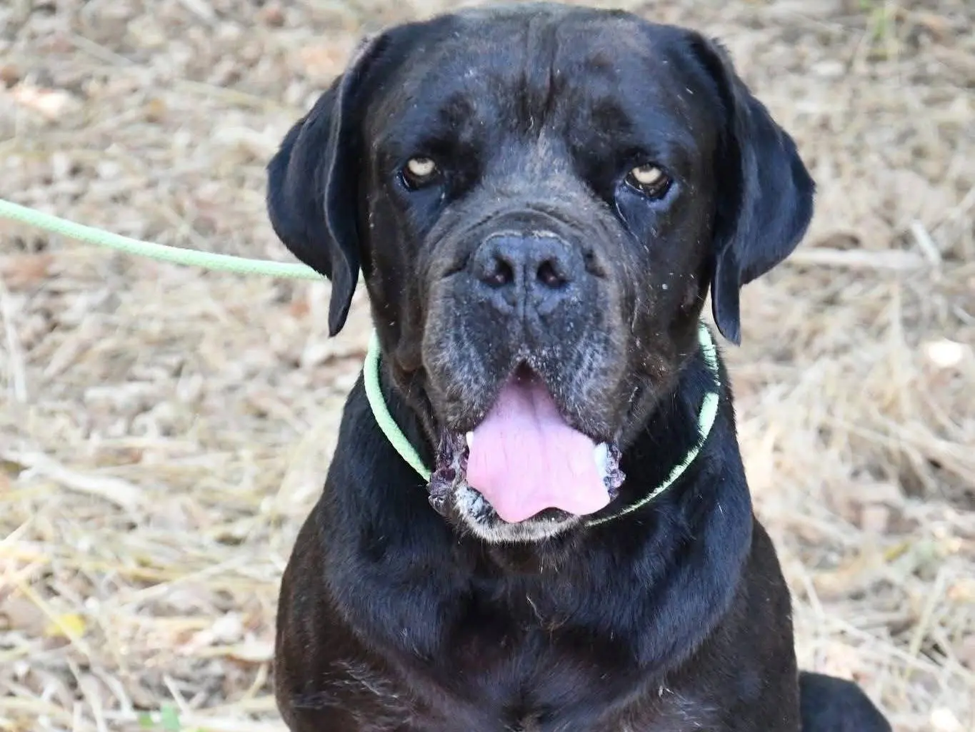 Adotta il cane Lucio Corso a Brindisi