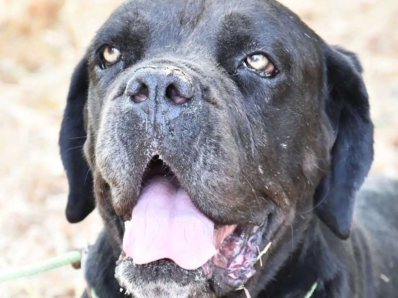 Adozione cane, maschio, Corso Razza sconosciuta, 4 anni, taglia gigante, Brindisi