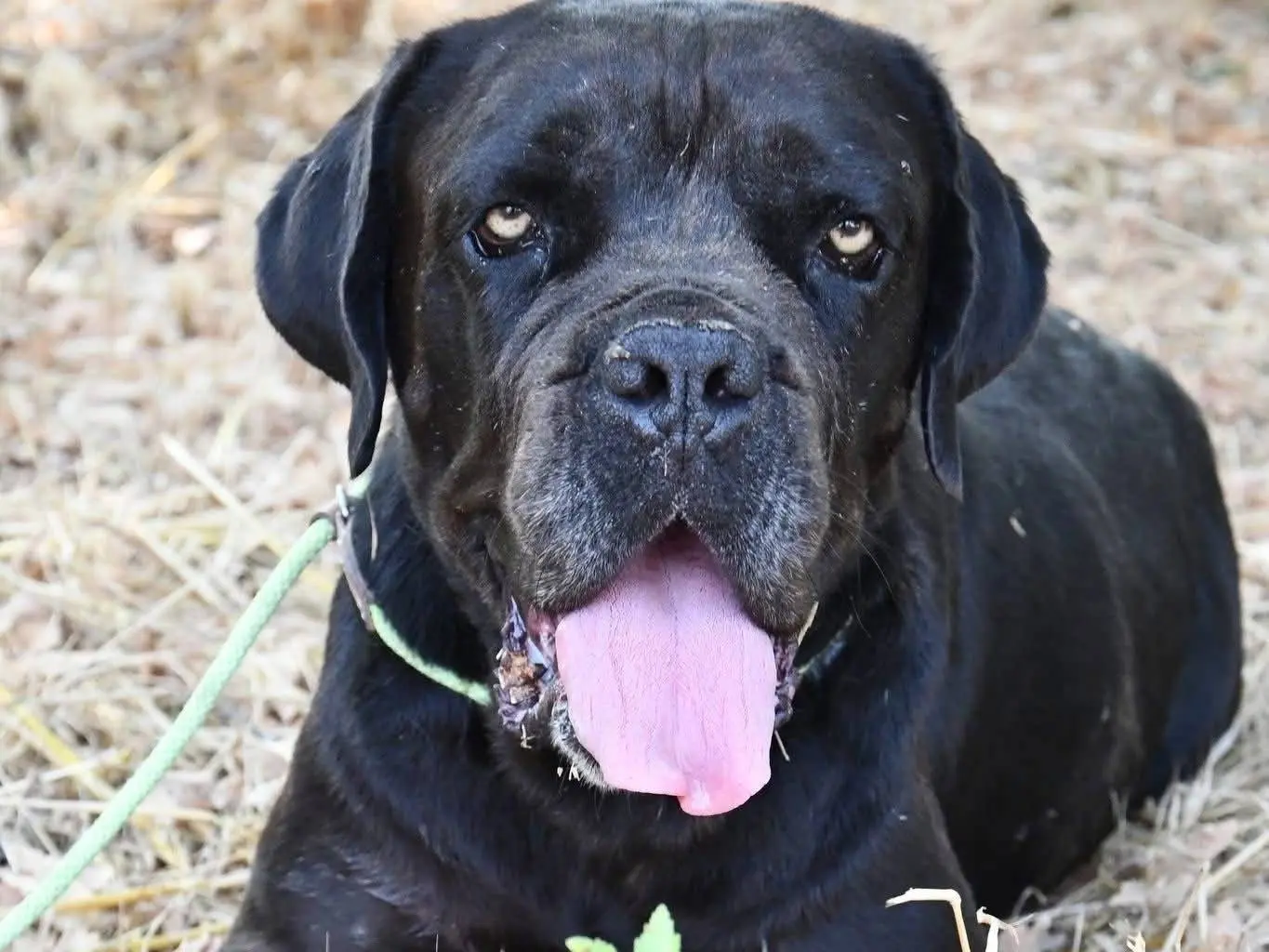 Adotta un cane, taglia gigante, maschio, Brindisi