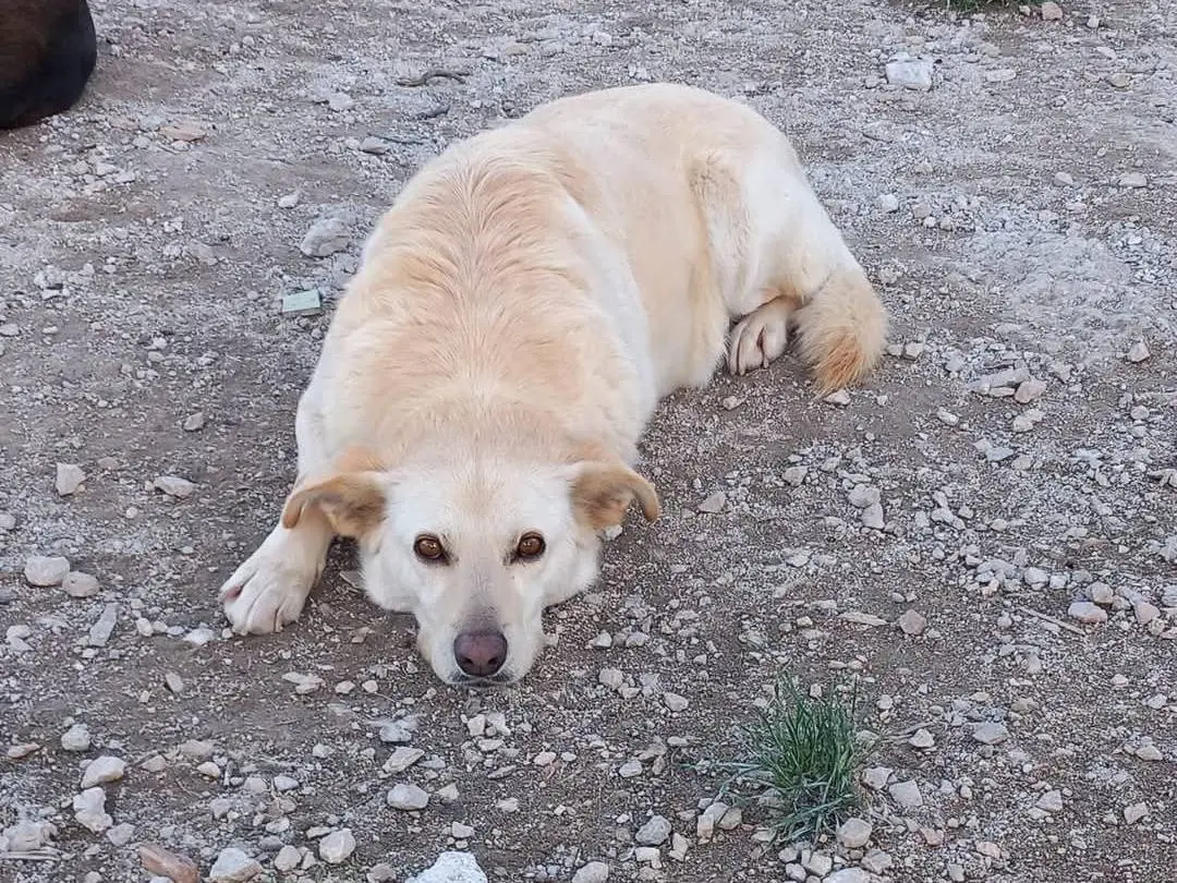Foto 3 dell'animale