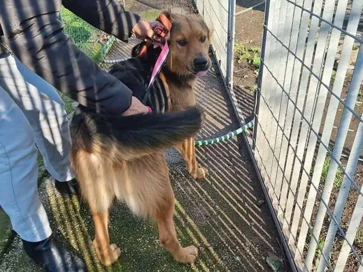 Adotta il cane Teo a Napoli