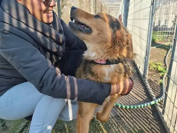 Vuoi adottare un cane a Napoli?
