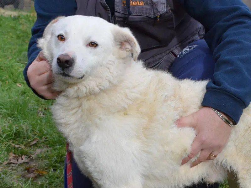 Adozione cane, maschio, Razza sconosciuta Razza sconosciuta, 3 anni e 8 mesi, taglia media, Matera
