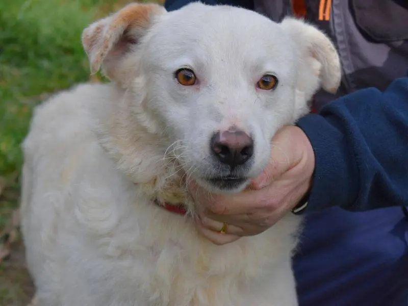 Vuoi adottare un cane a Matera?