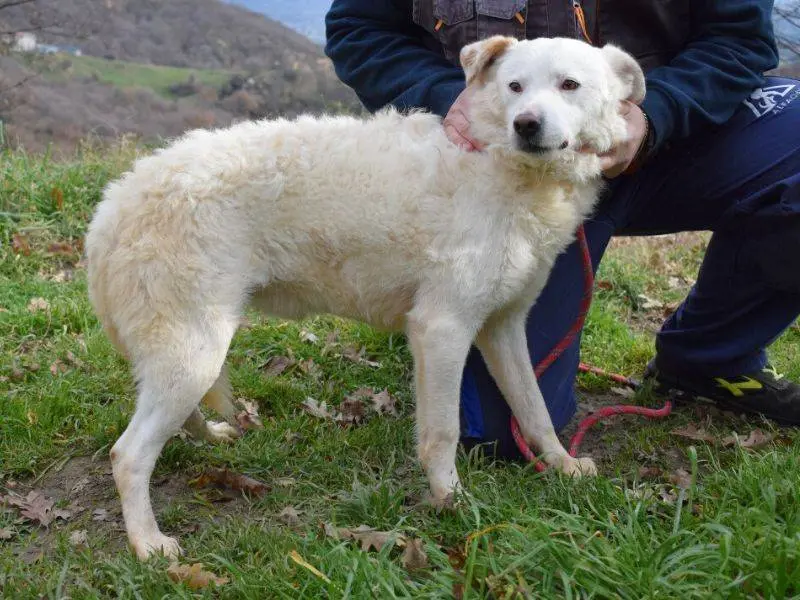 Adotta un cane, taglia media, maschio, Matera