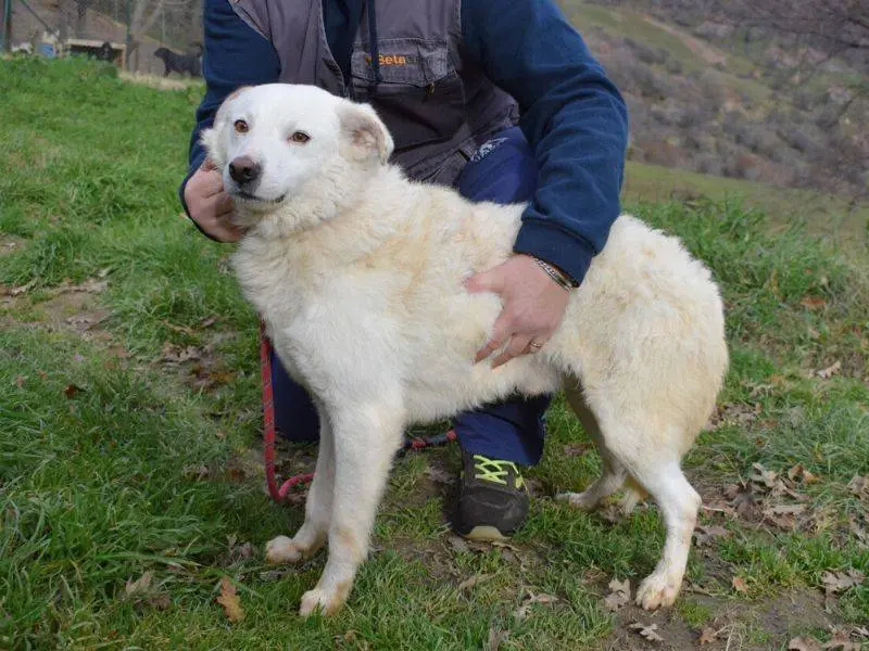 Adotta un cane, maschio, 3 anni e 8 mesi, Matera