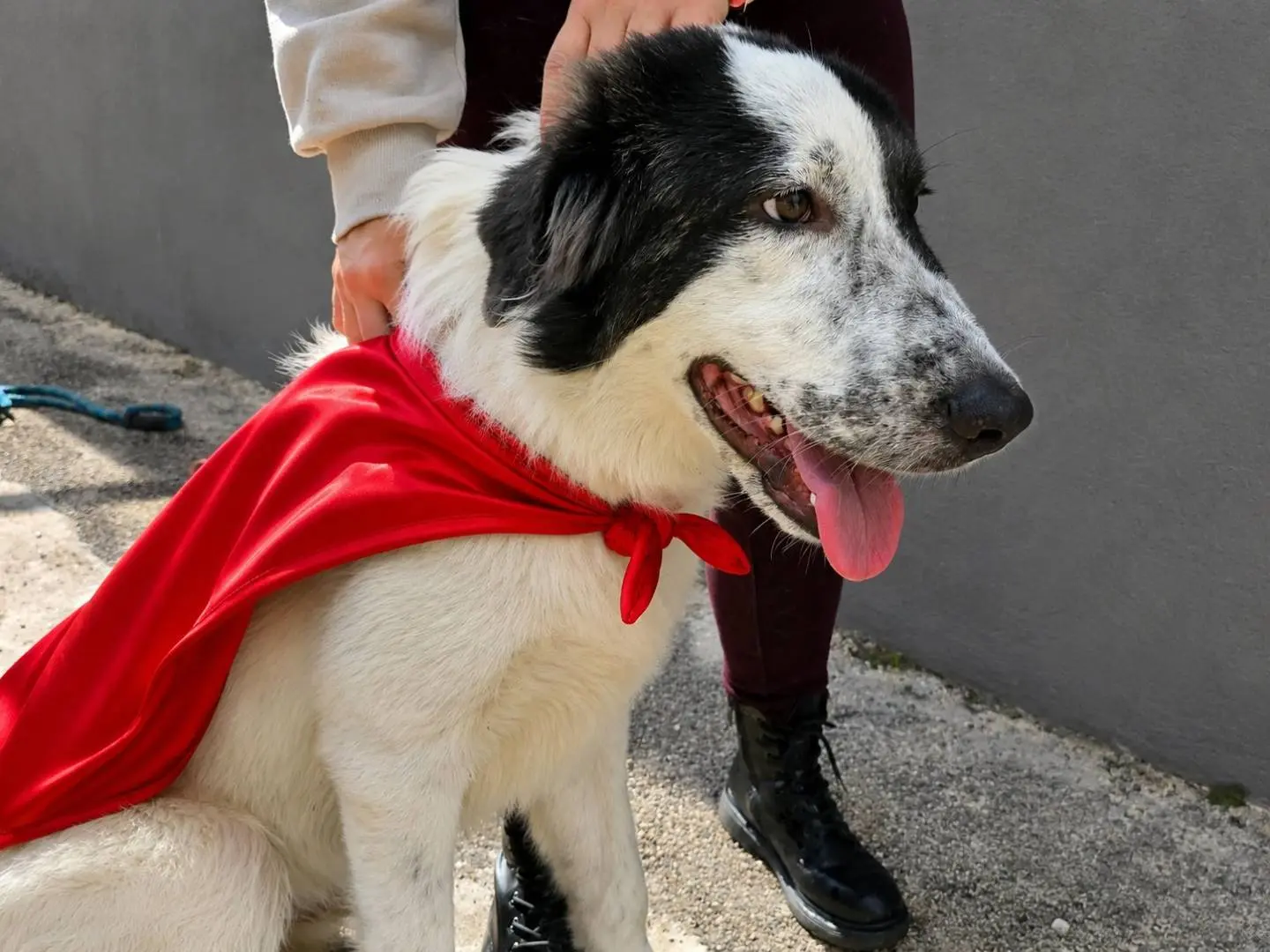 Adozione cane, maschio, Pastore maremmano Razza sconosciuta, 2 anni e 4 mesi, taglia gigante, Napoli